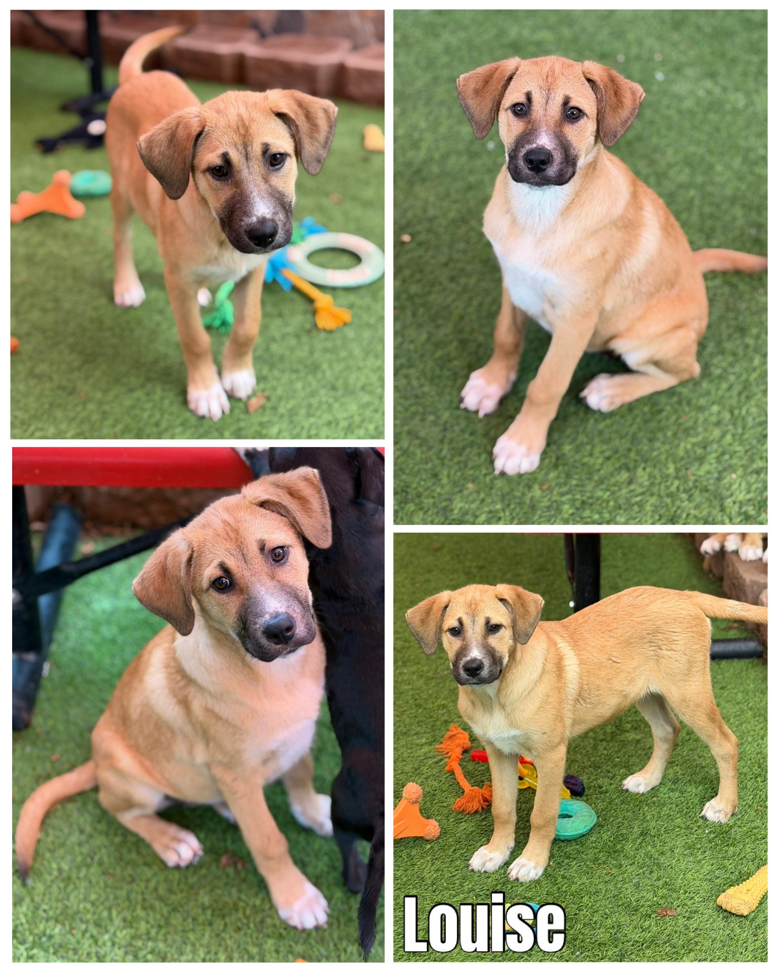 Enlarge Thelma & Louise, a ADOPTABLE mixed breed in Glendale, AZ image 2/3