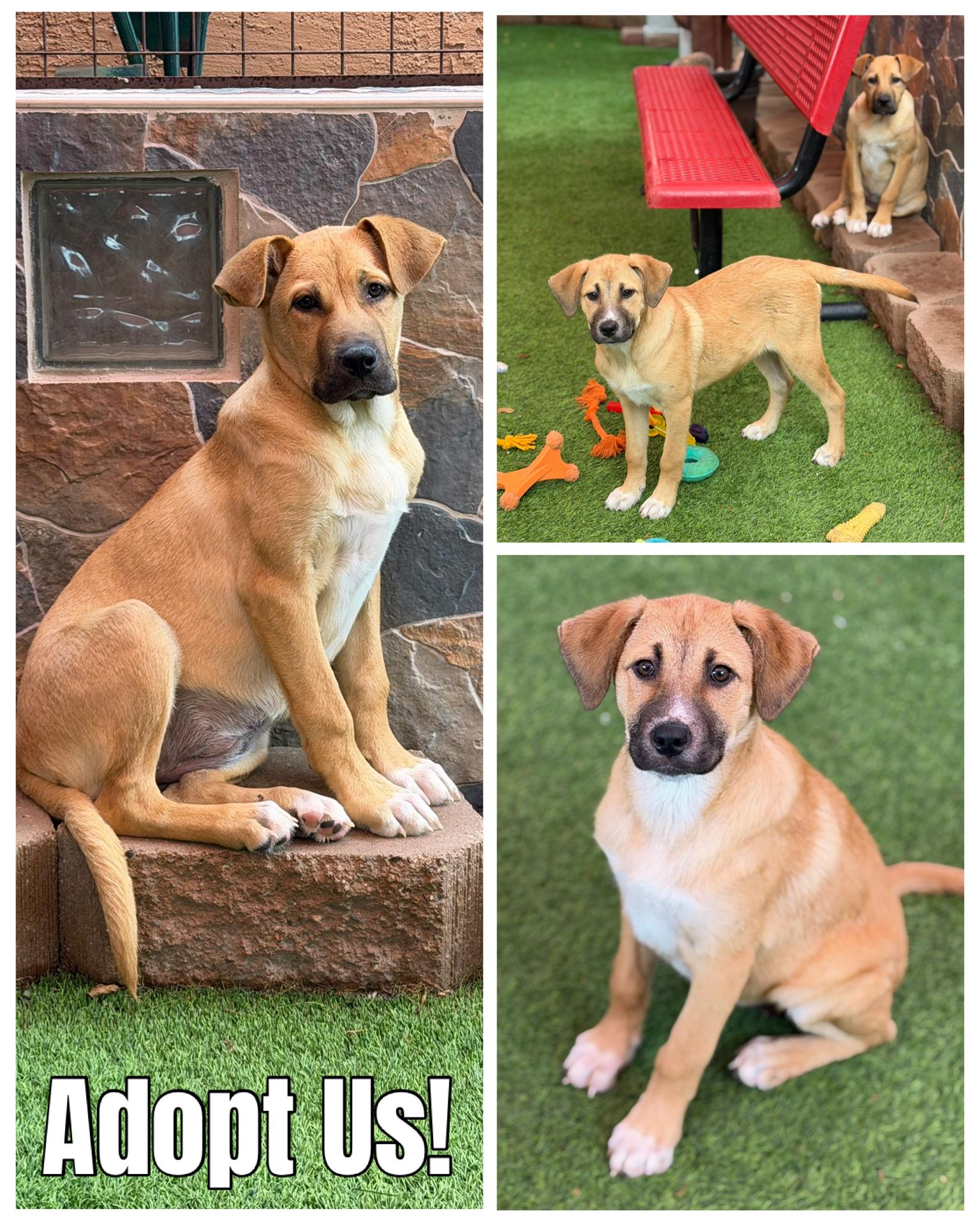 Enlarge Thelma & Louise, a ADOPTABLE mixed breed in Glendale, AZ image 1/3