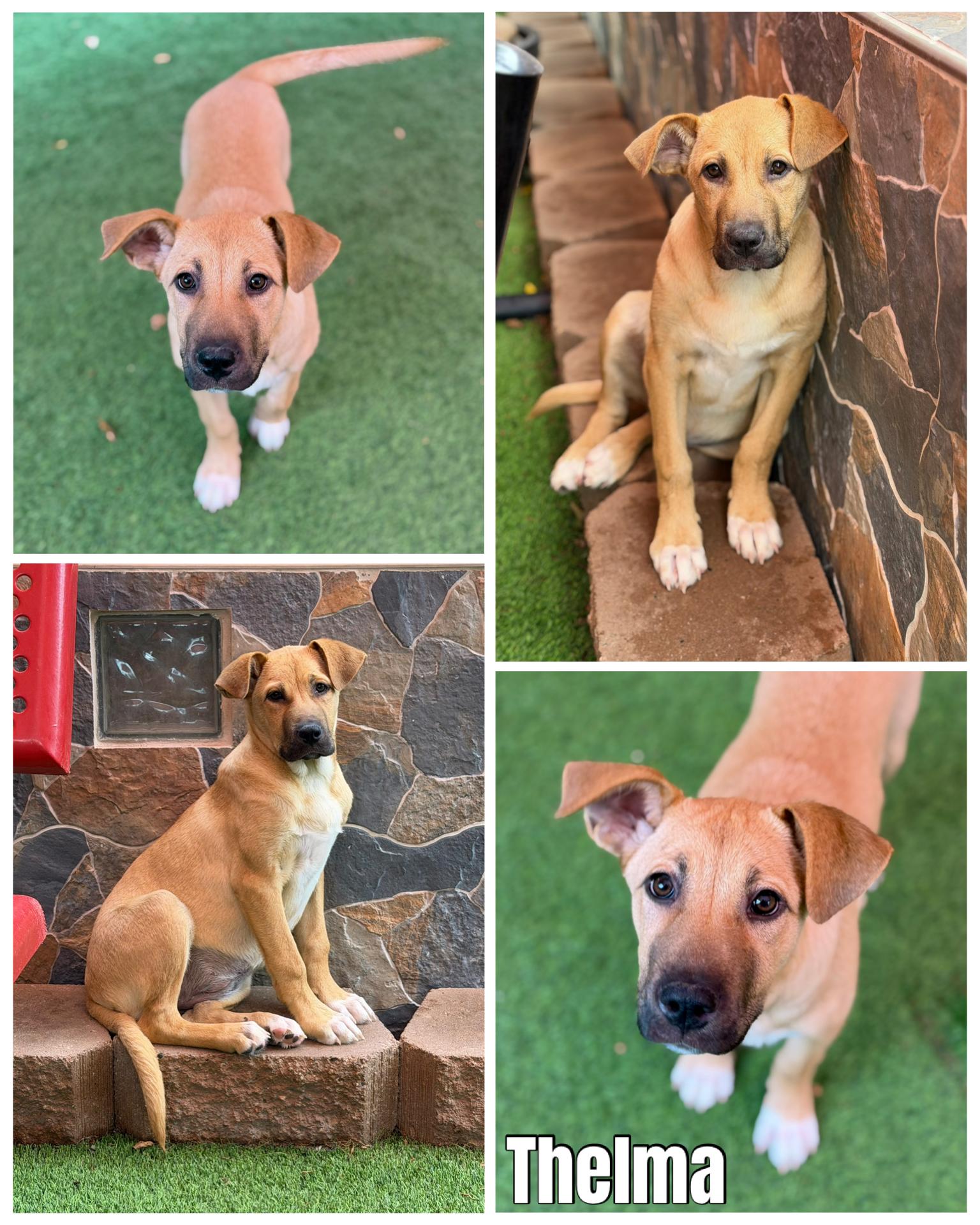 Enlarge Thelma & Louise, a ADOPTABLE mixed breed in Glendale, AZ image 3/3