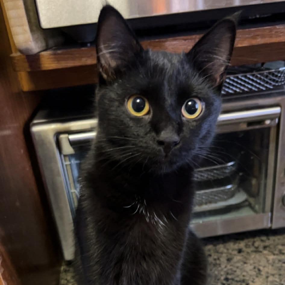 Melon — thumbnail 2