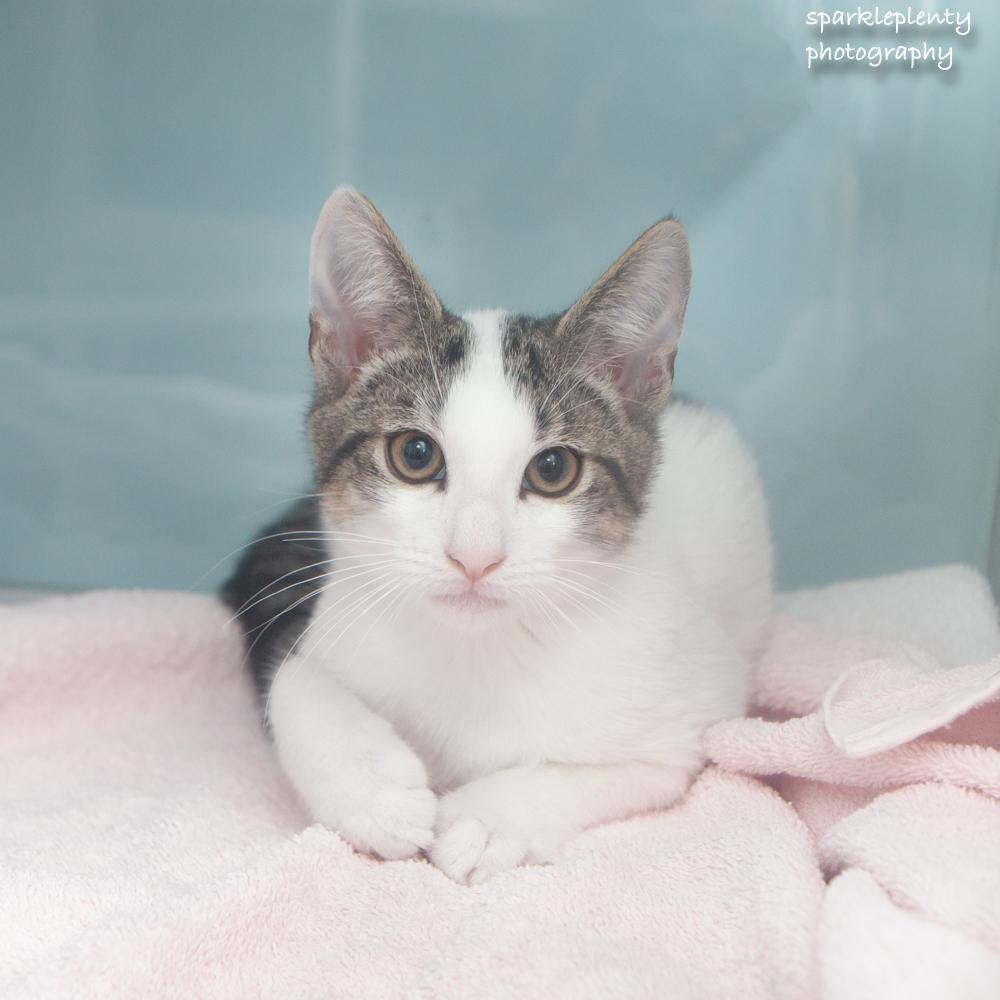 Enlarge Orange, a Adopted Domestic Short Hair in Ridgefield, CT image 2/3