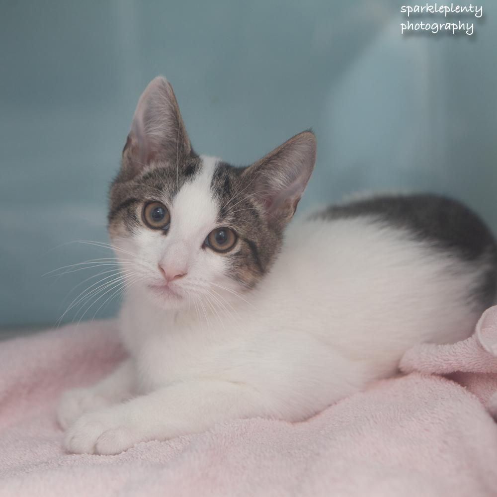 Orange, Adopted, Kitten Male Domestic Short Hair.