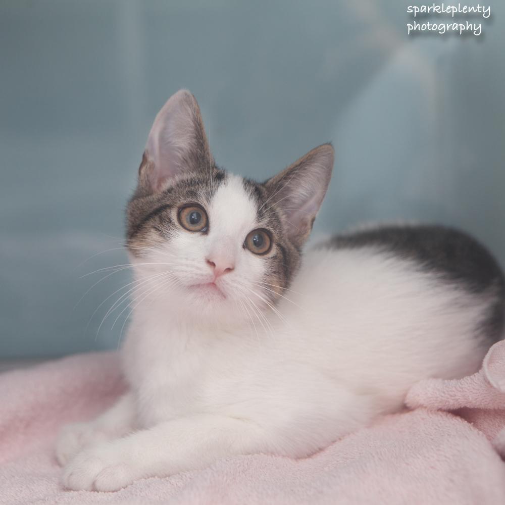 Enlarge Orange, a Adopted Domestic Short Hair in Ridgefield, CT image 3/3