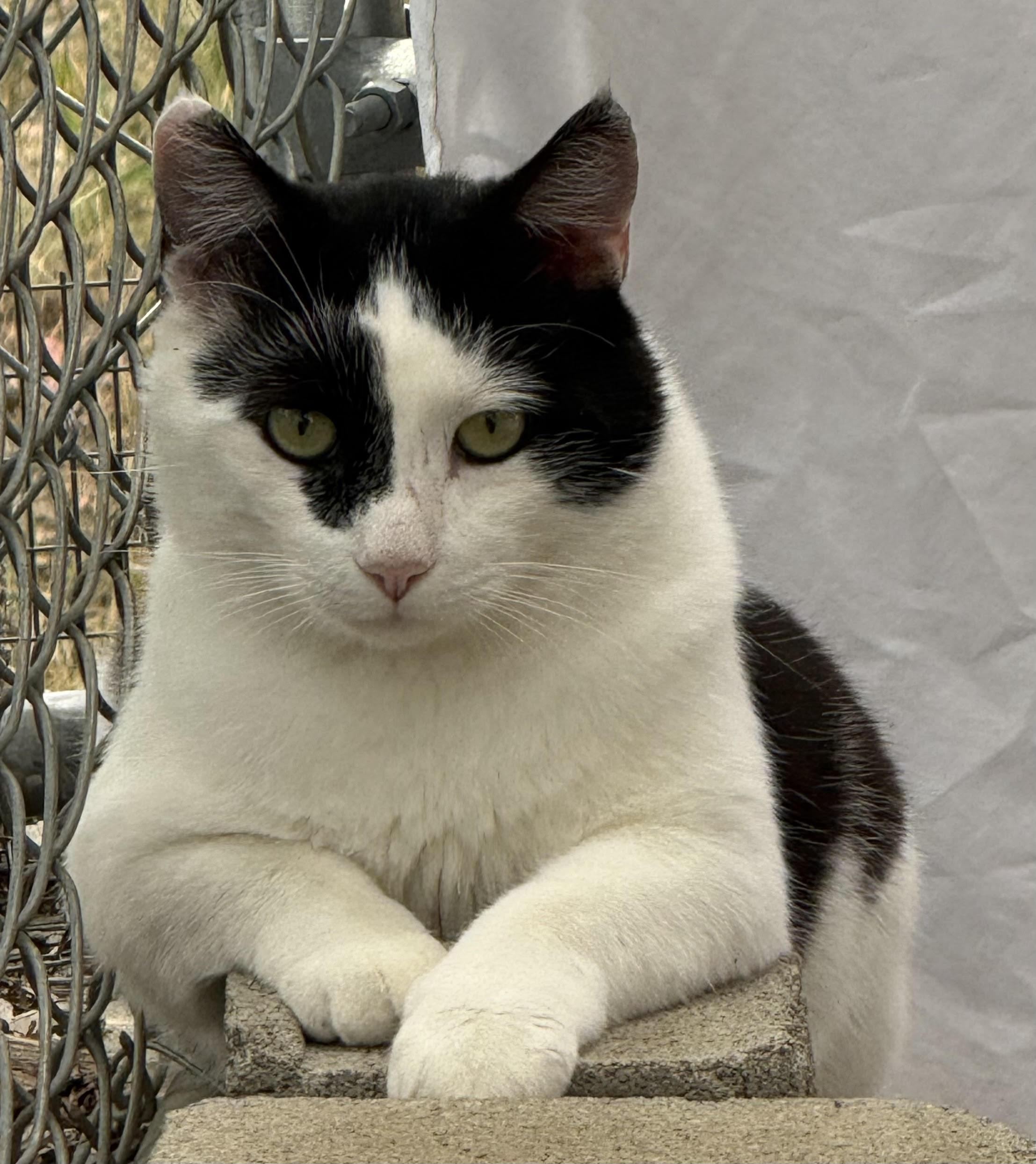 Dijon, Adoptable, Adult Male Domestic Short Hair.