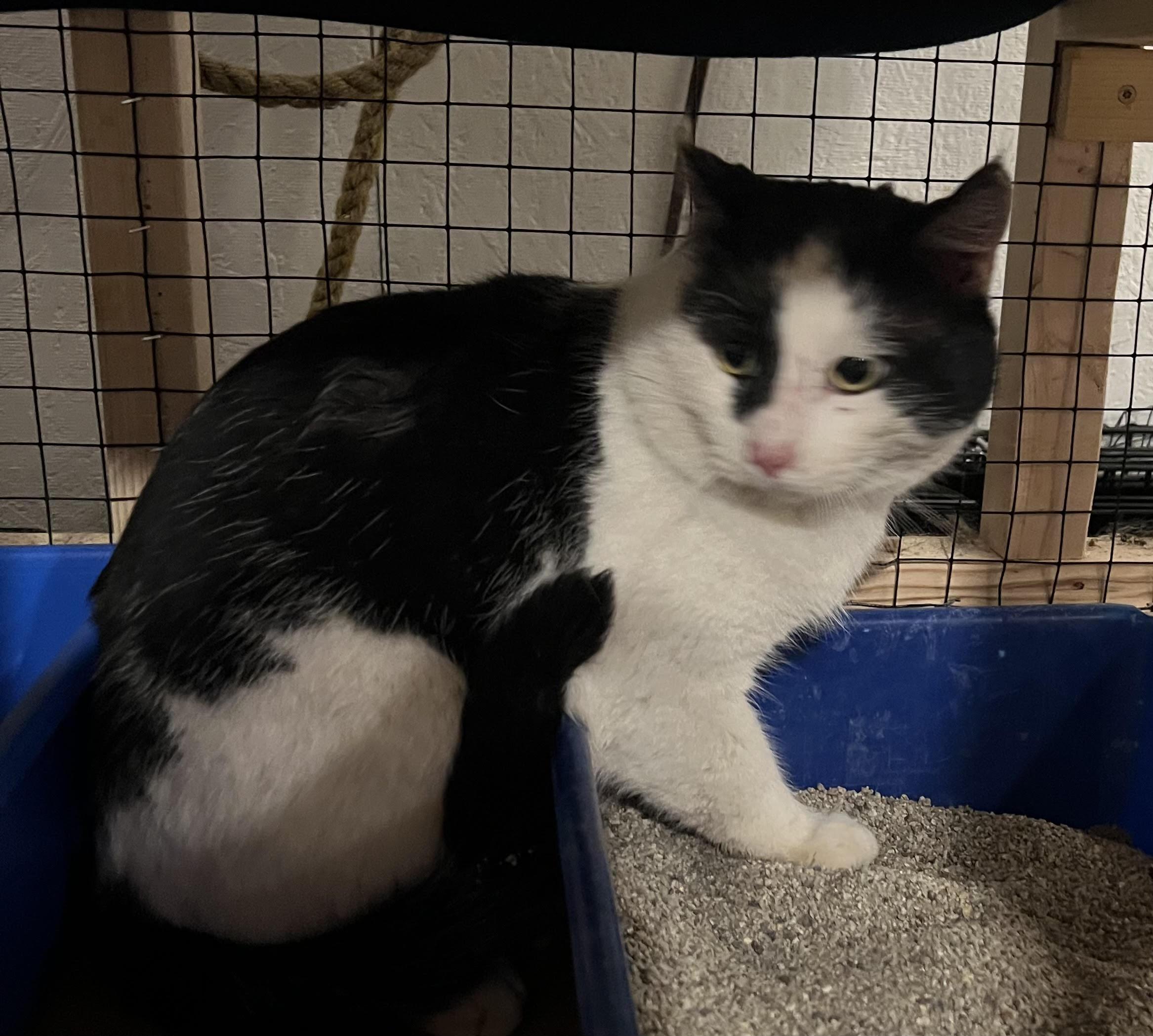 Enlarge Dijon, a Adoptable Domestic Short Hair in Butte, MT image 3/4