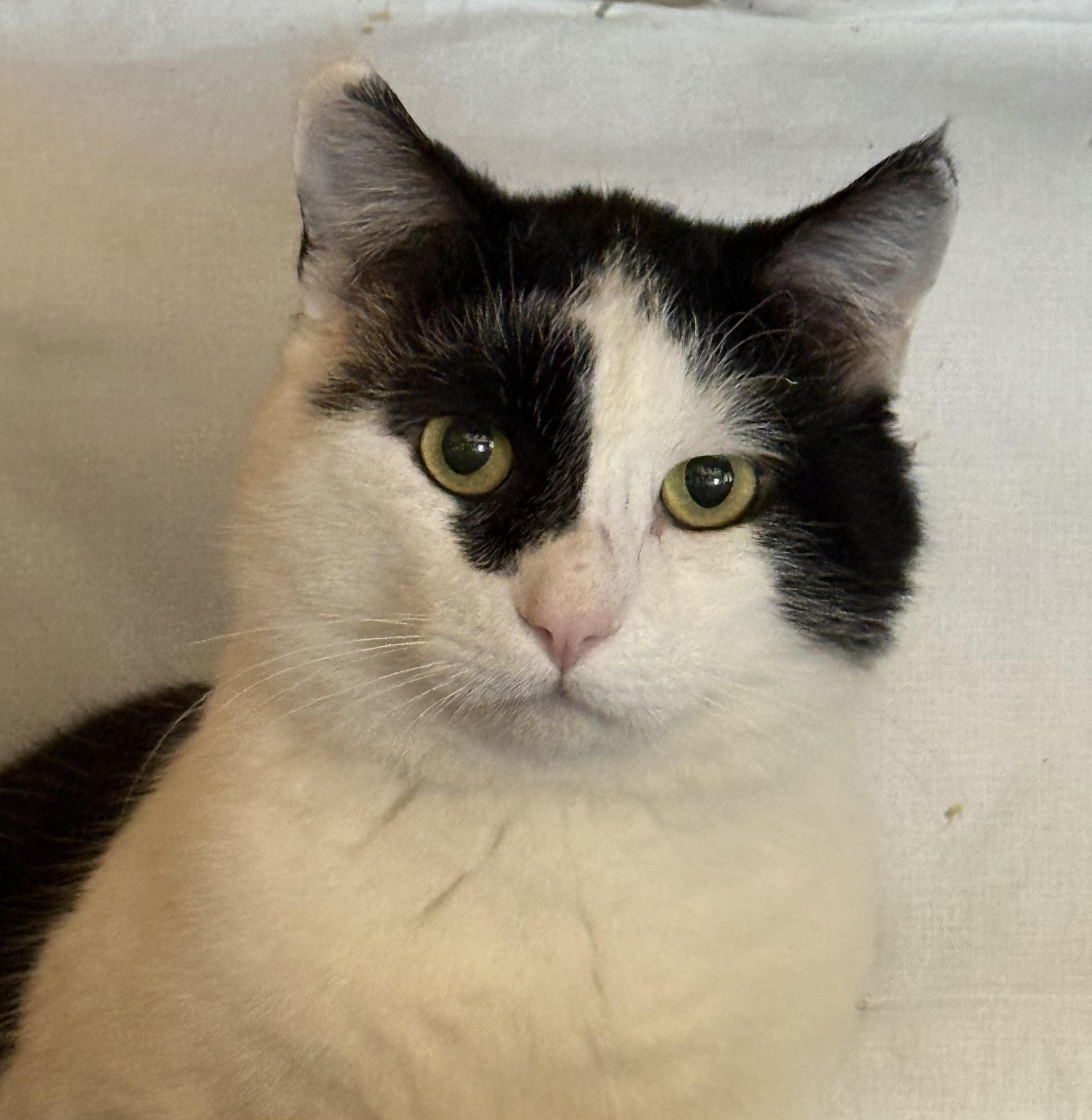 Enlarge Dijon, a Adoptable Domestic Short Hair in Butte, MT image 2/4