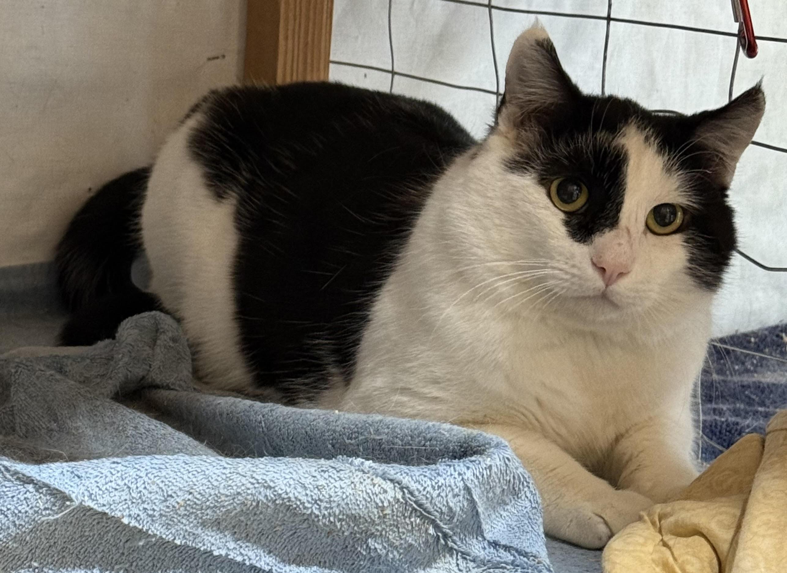 Enlarge Dijon, a Adoptable Domestic Short Hair in Butte, MT image 4/4