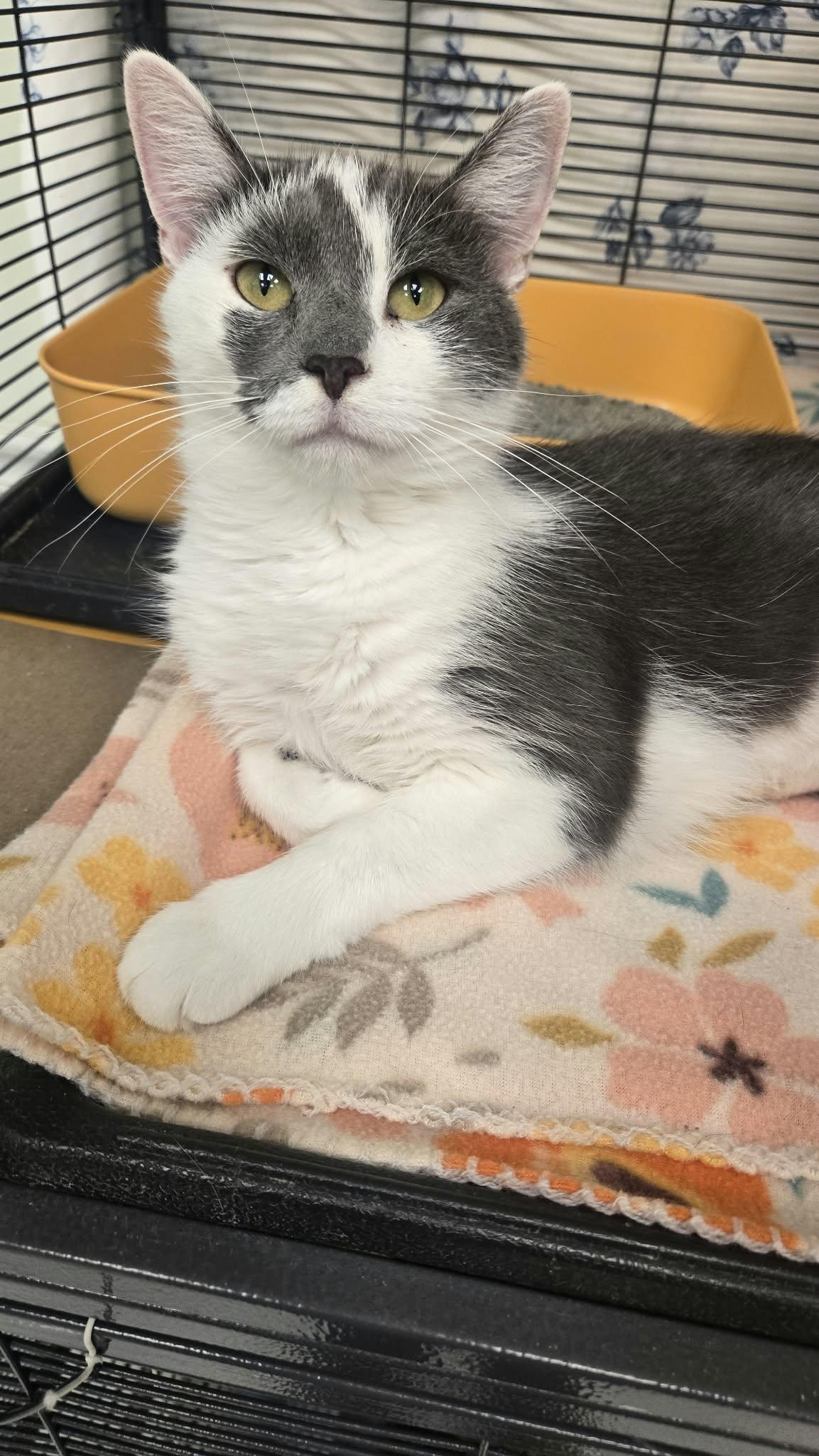 Mako, Adoptable, Adult Female Domestic Short Hair.