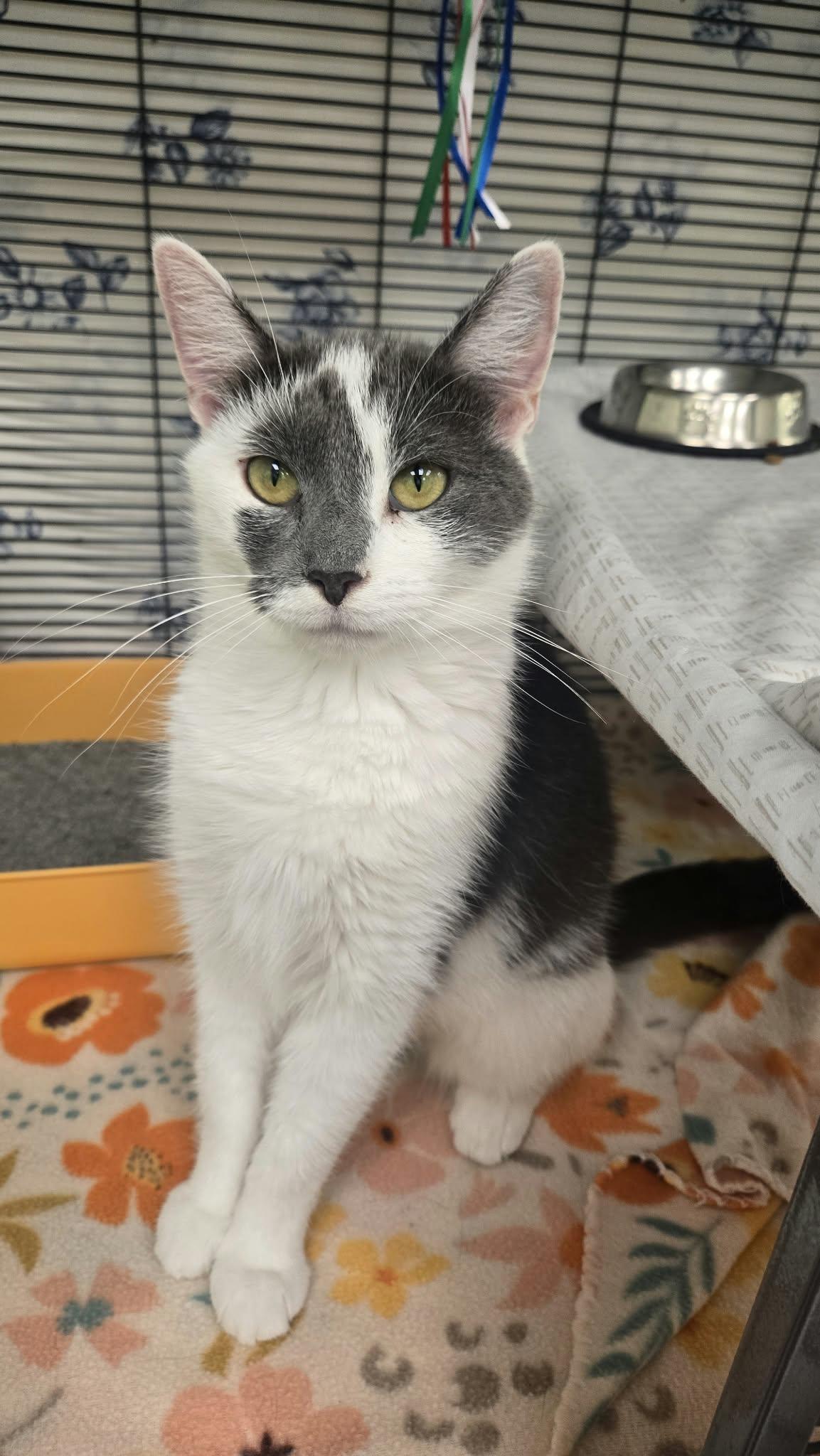 Enlarge Mako, a Adoptable Domestic Short Hair in Martinsville, IN image 2/2