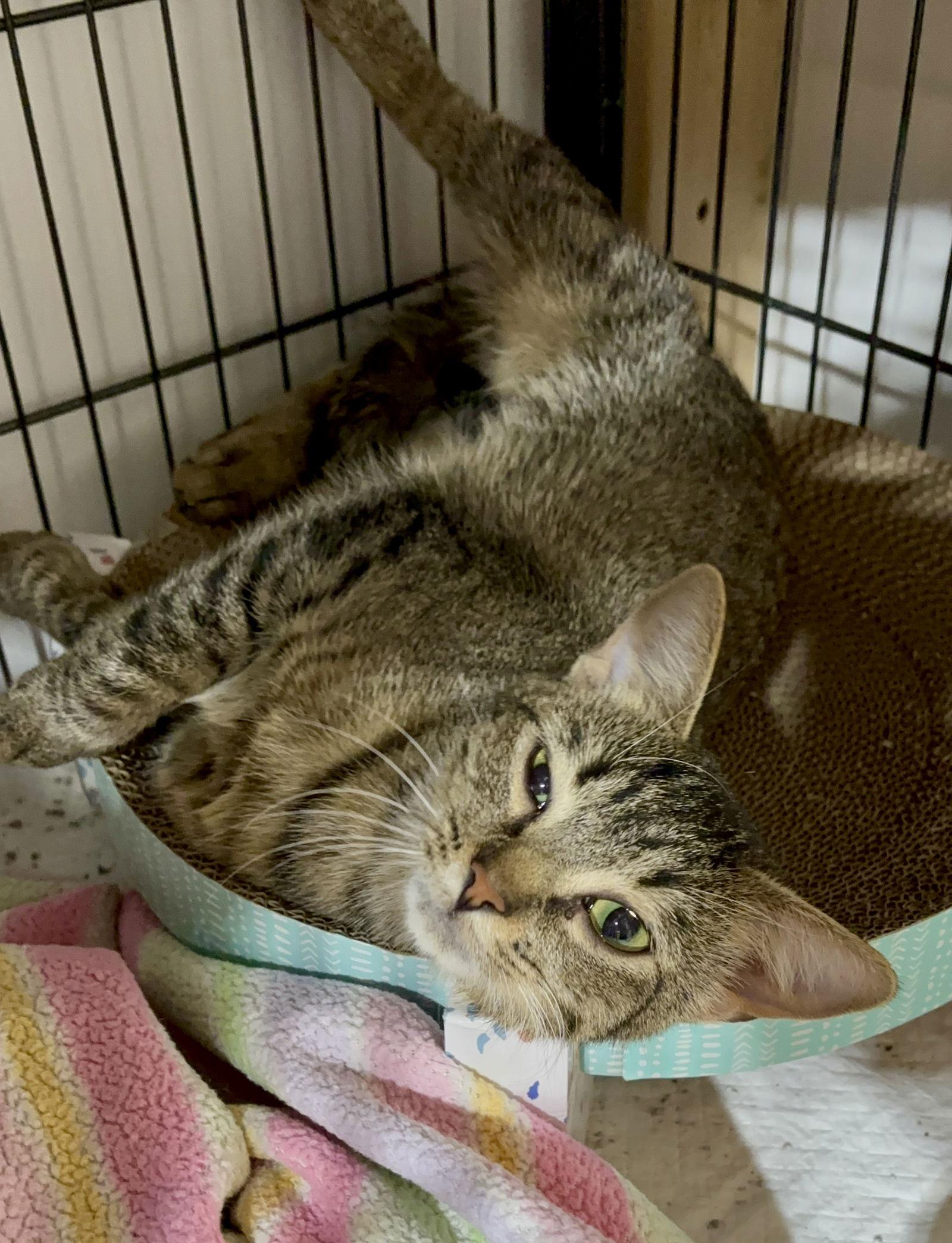 Autumn (The Autumn Litter), Adopted, Young Female Domestic Short Hair.