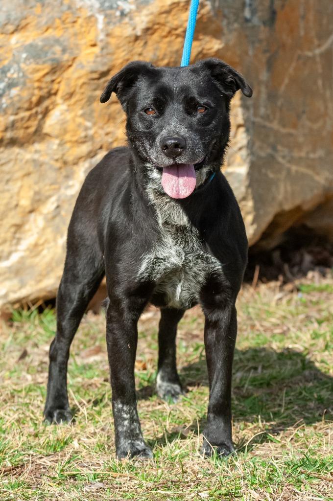 Chloe, Adoptable, Adult Female Pit Bull Terrier & Australian Cattle Dog / Blue Heeler.