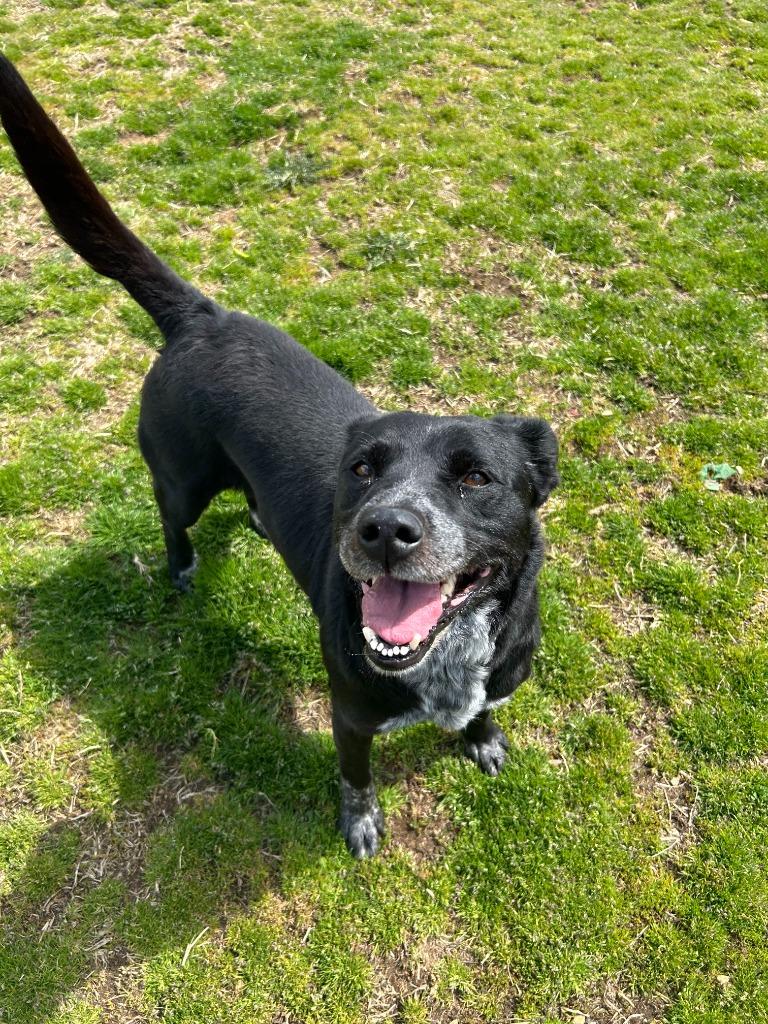 Chloe, a Adoptable mixed breed in Johnson City, TN image 2/3