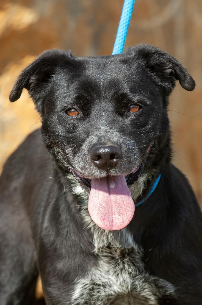 Chloe, a Adoptable mixed breed in Johnson City, TN image 3/3