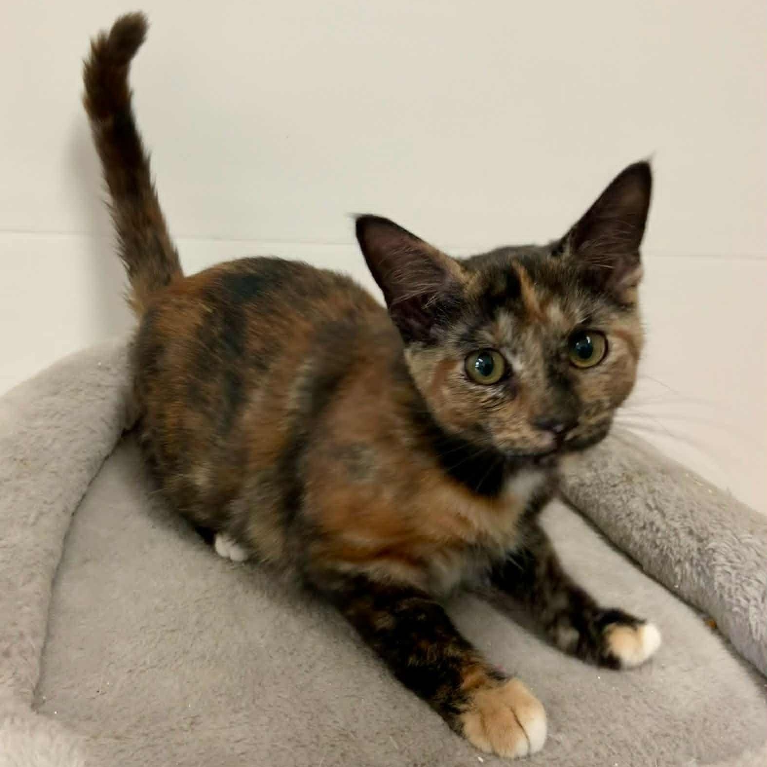 Enlarge Mozzie, a Adoptable Tortoiseshell in Rushville, IL image 1/1