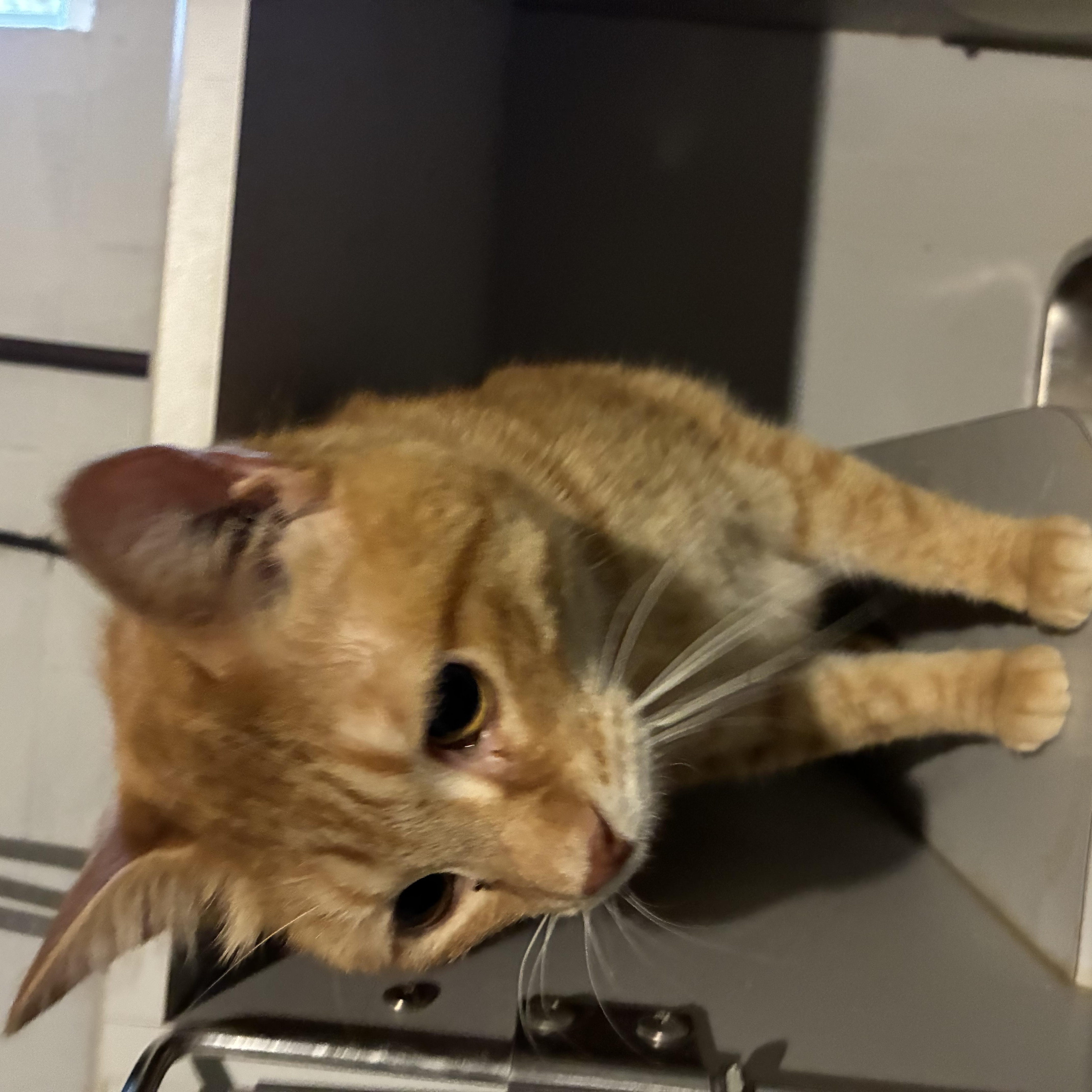 Enlarge AUGUSTUS, a ADOPTABLE Domestic Short Hair in Ashland, IL image 2/2