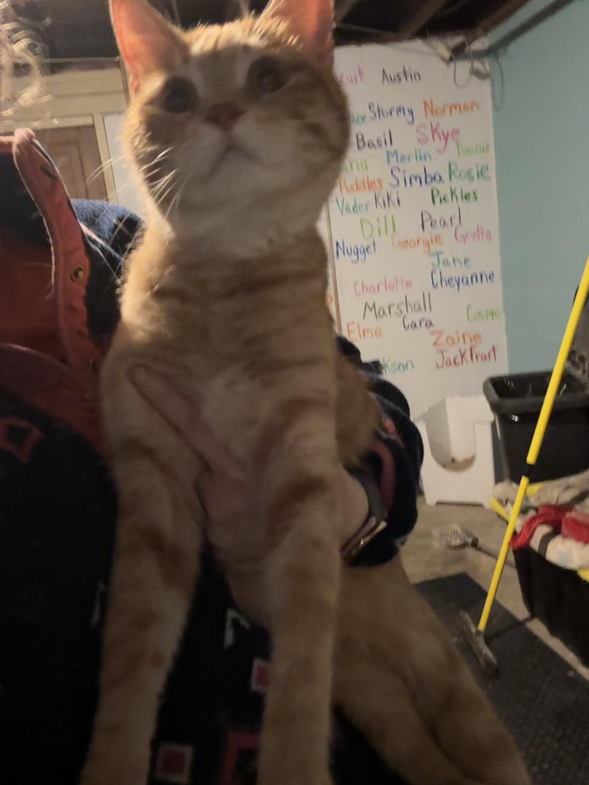 AUGUSTUS, ADOPTABLE, Adult Male Domestic Short Hair.