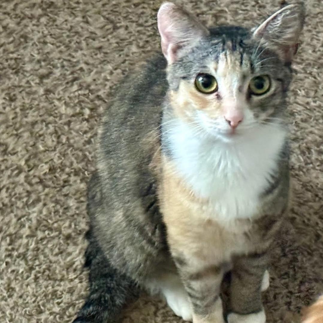 Enlarge Astra, a Adoptable Domestic Short Hair in Warr Acres, OK image 1/2