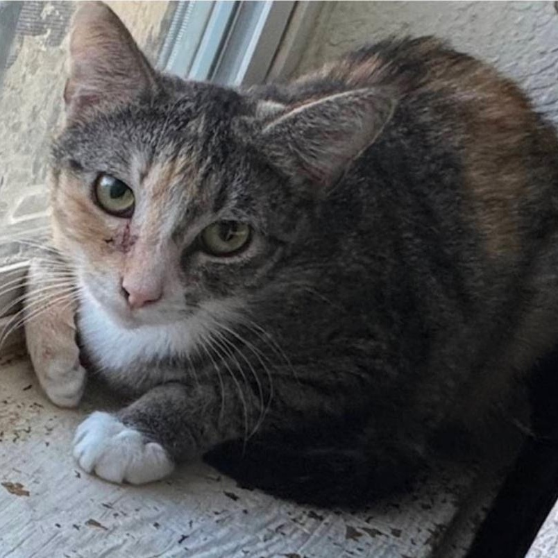 Enlarge Astra, a Adoptable Domestic Short Hair in Warr Acres, OK image 2/2