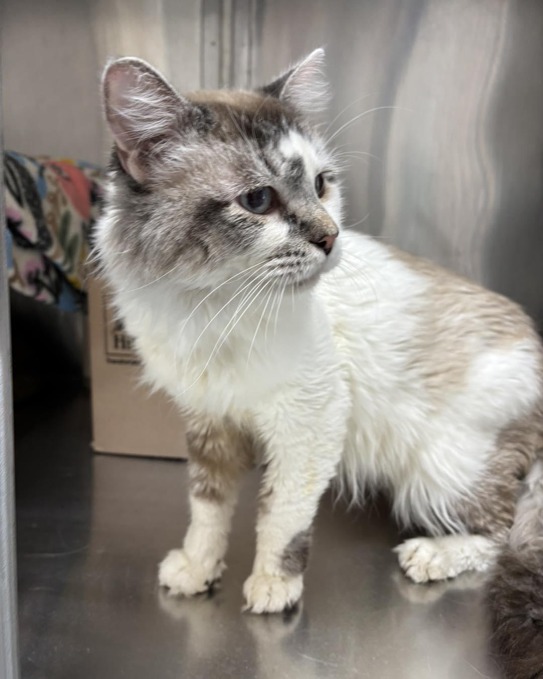 Boy Named Sue, ADOPTABLE, Adult Male Ragdoll.