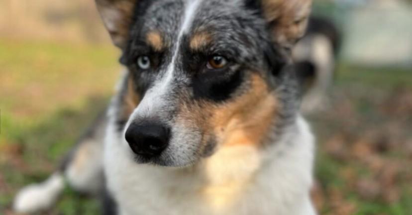 Winston, Adult Male Australian Cattle Dog / Blue Heeler
