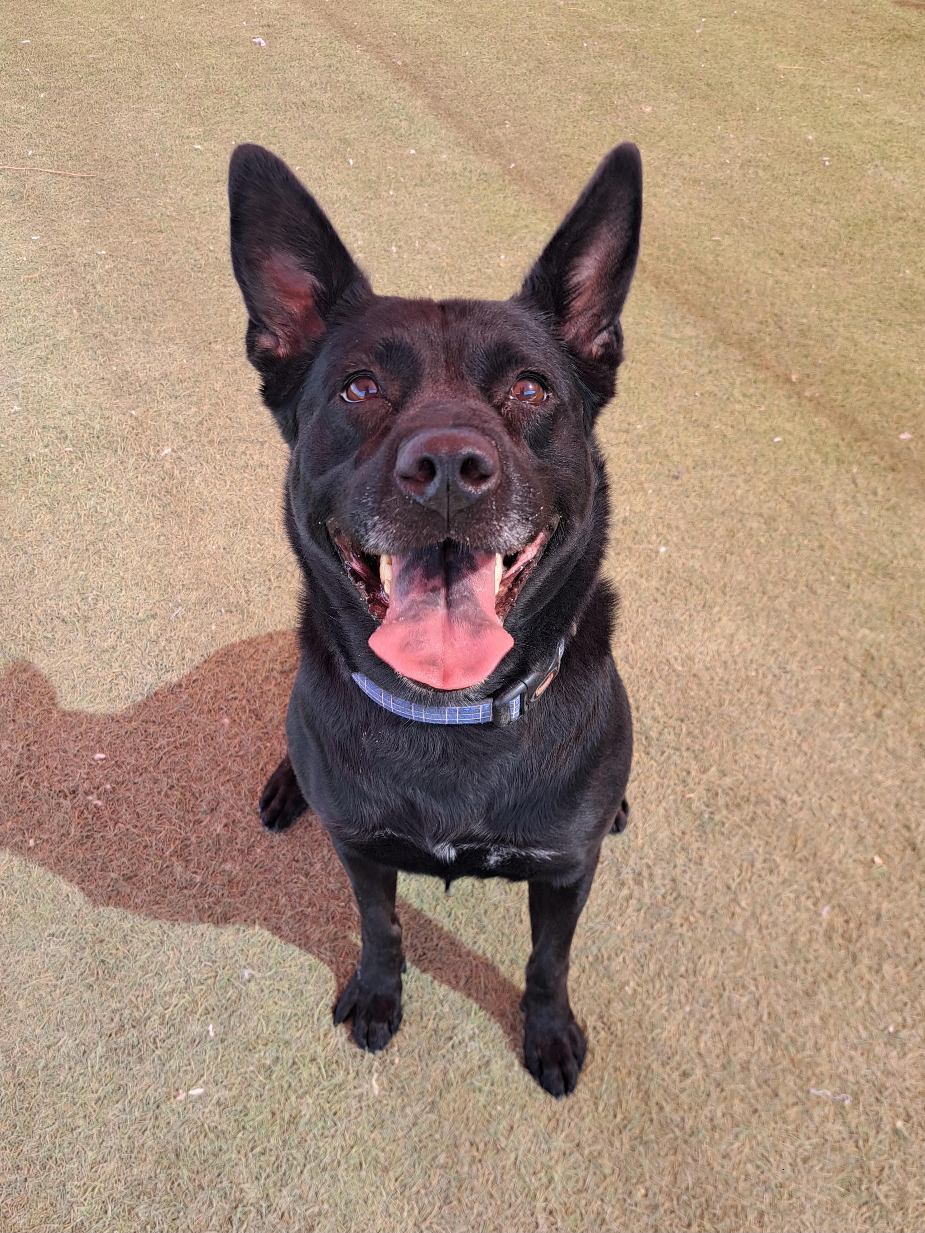 Kitana, a Adoptable mixed breed in Glendale, AZ image 2/4