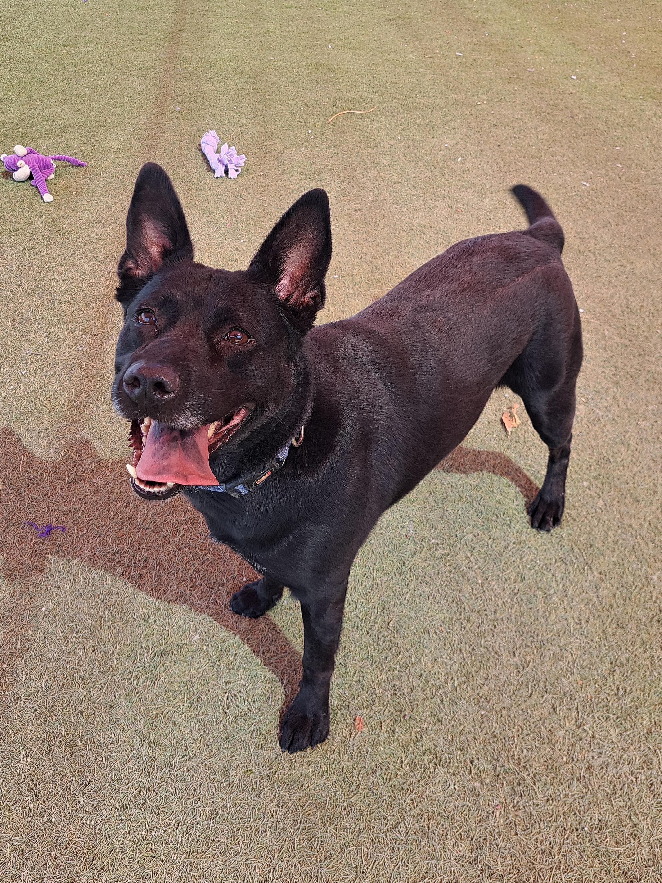 Kitana, a Adoptable mixed breed in Glendale, AZ image 3/4