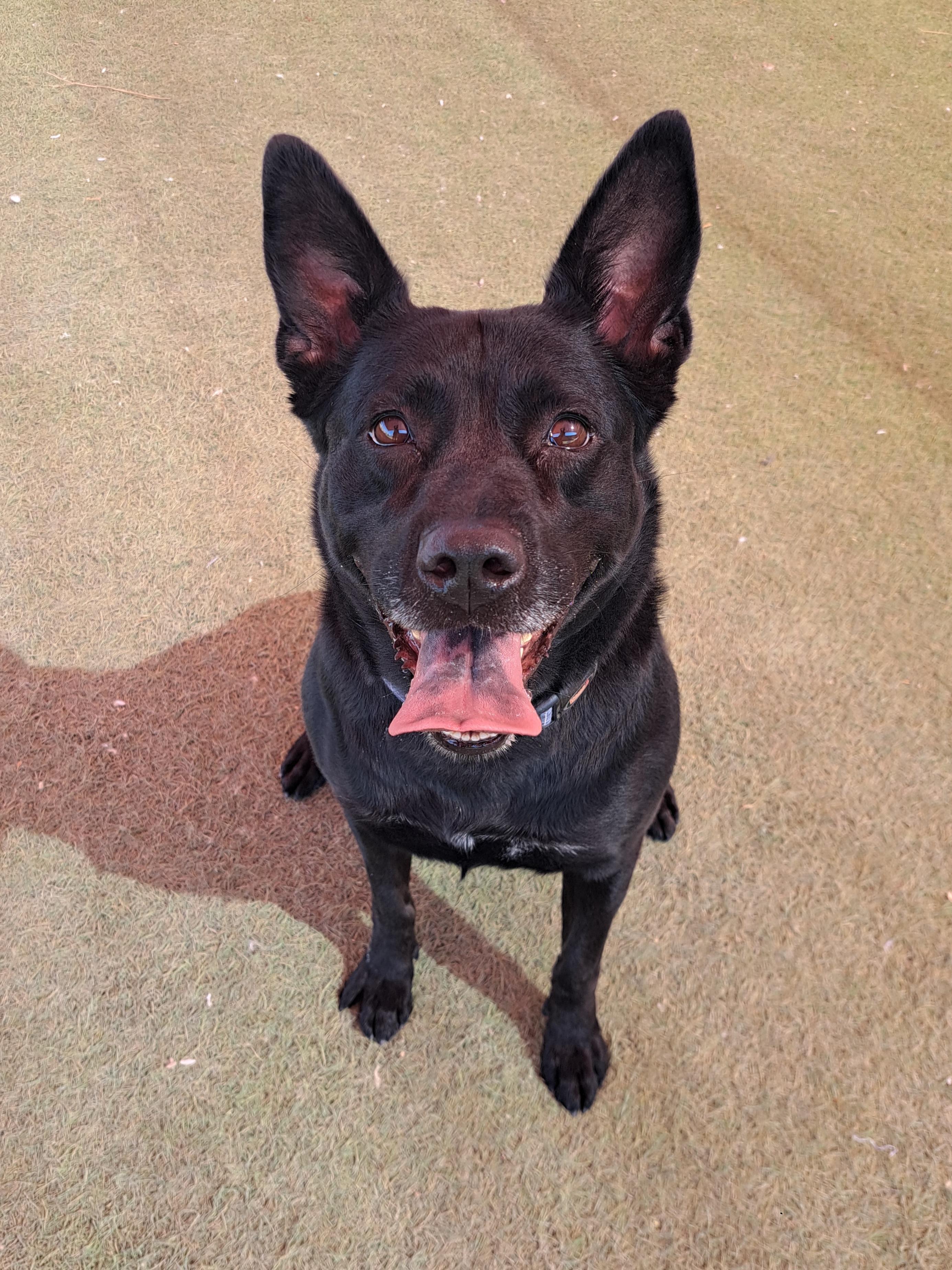 Kitana, a Adoptable mixed breed in Glendale, AZ image 4/4