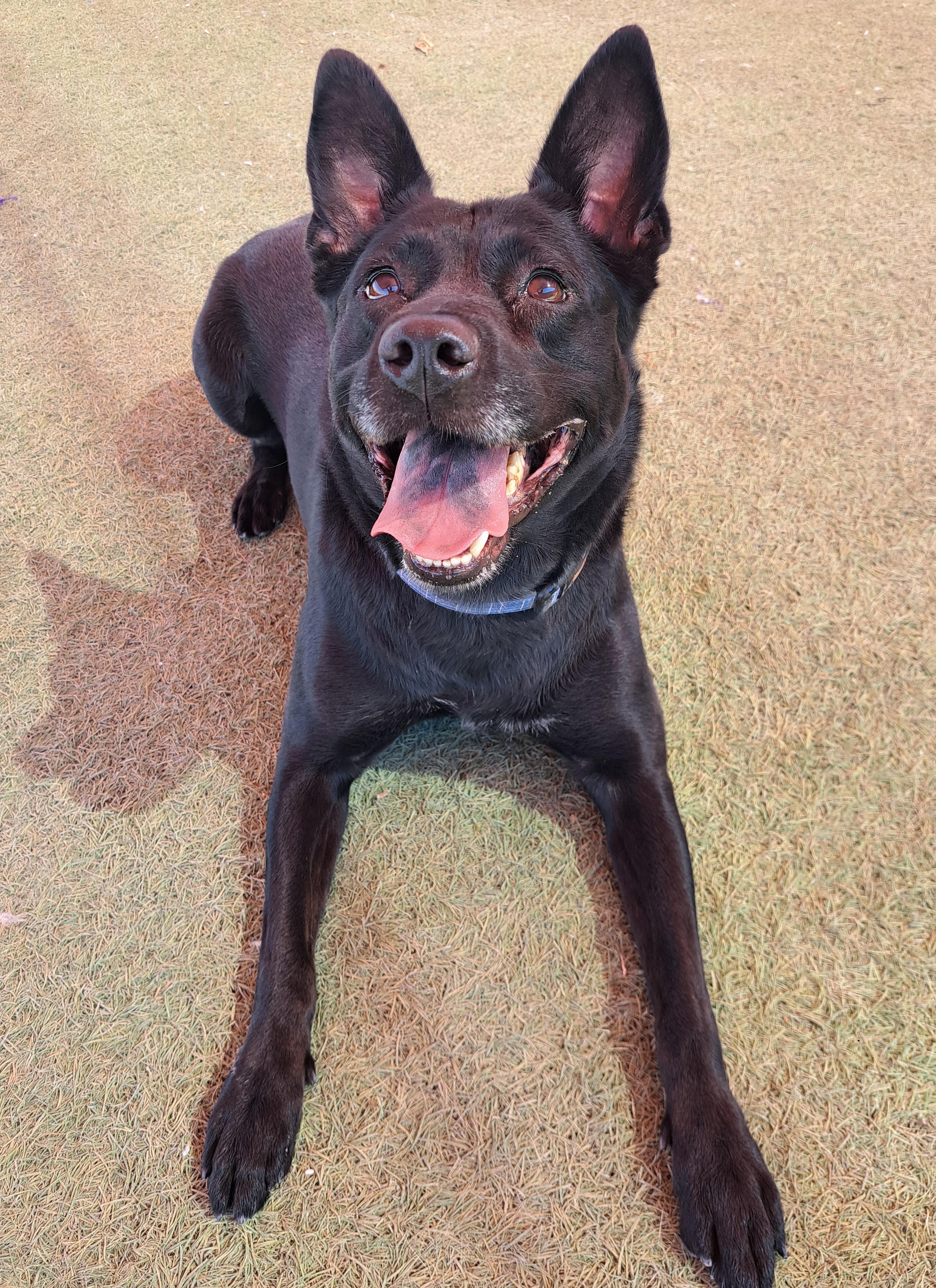 Kitana, Adoptable, Adult Female Black Labrador Retriever & German Shepherd Dog.