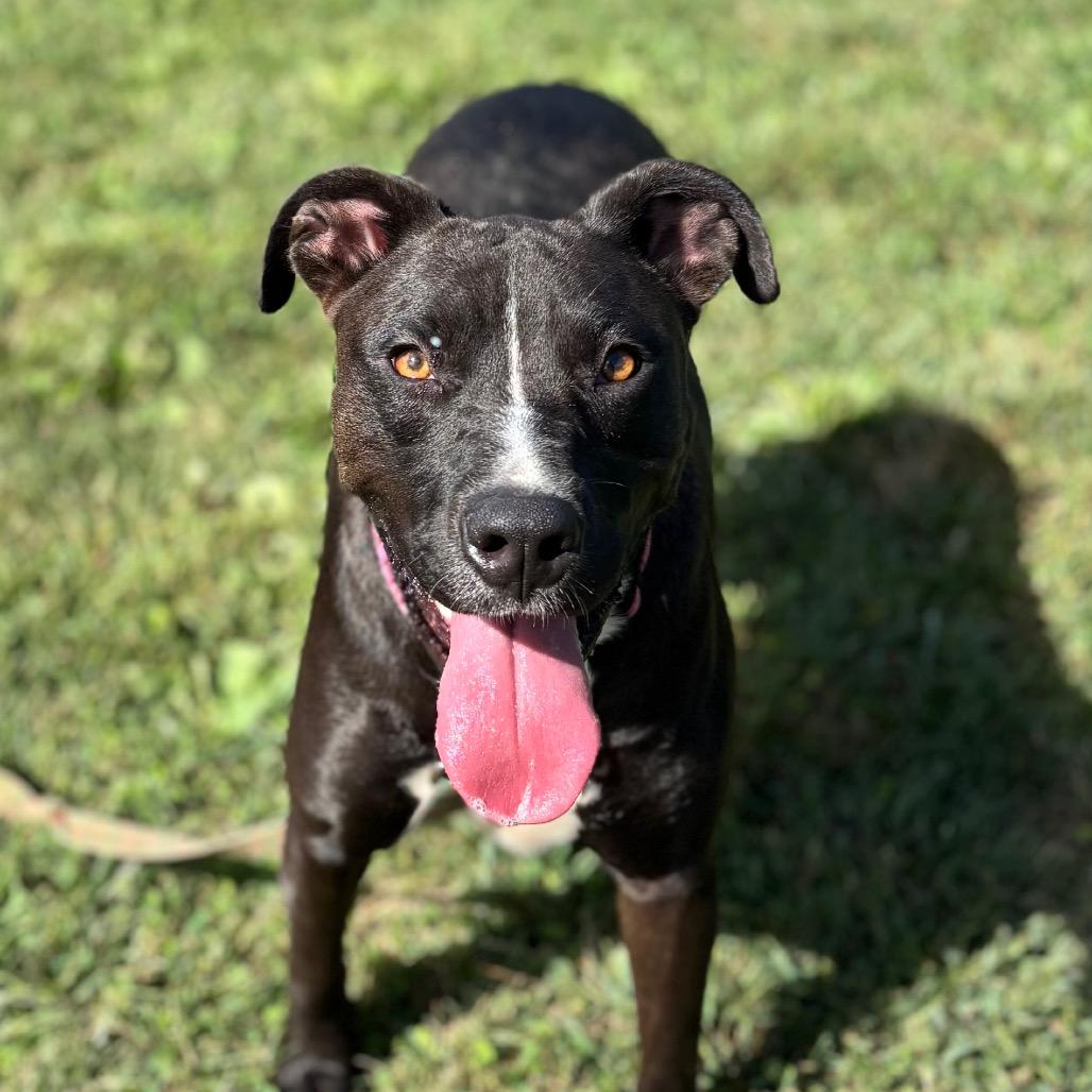 Beth, Adoptable, Adult Female Pit Bull Terrier & Mixed Breed.