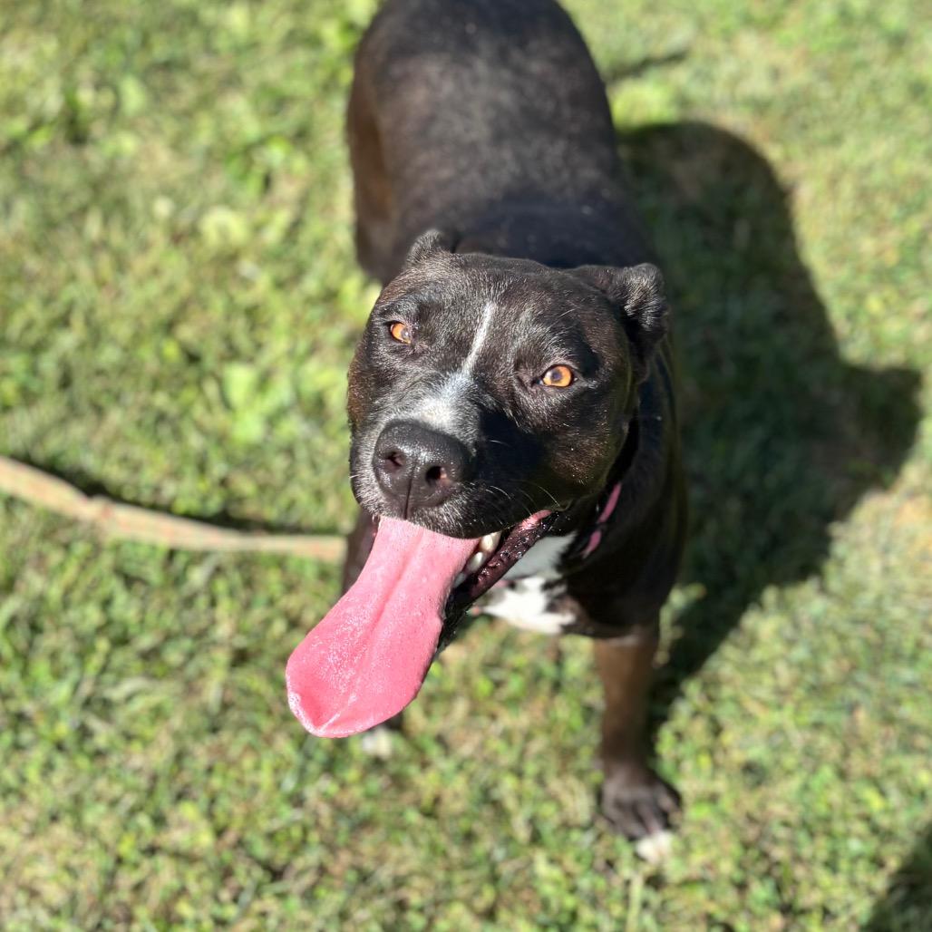 Enlarge Beth, a Adoptable mixed breed in Nashville, IN image 2/3