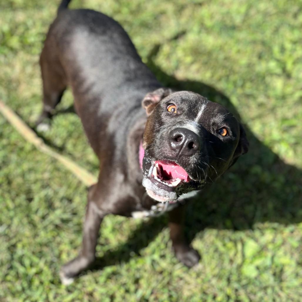Enlarge Beth, a Adoptable mixed breed in Nashville, IN image 3/3