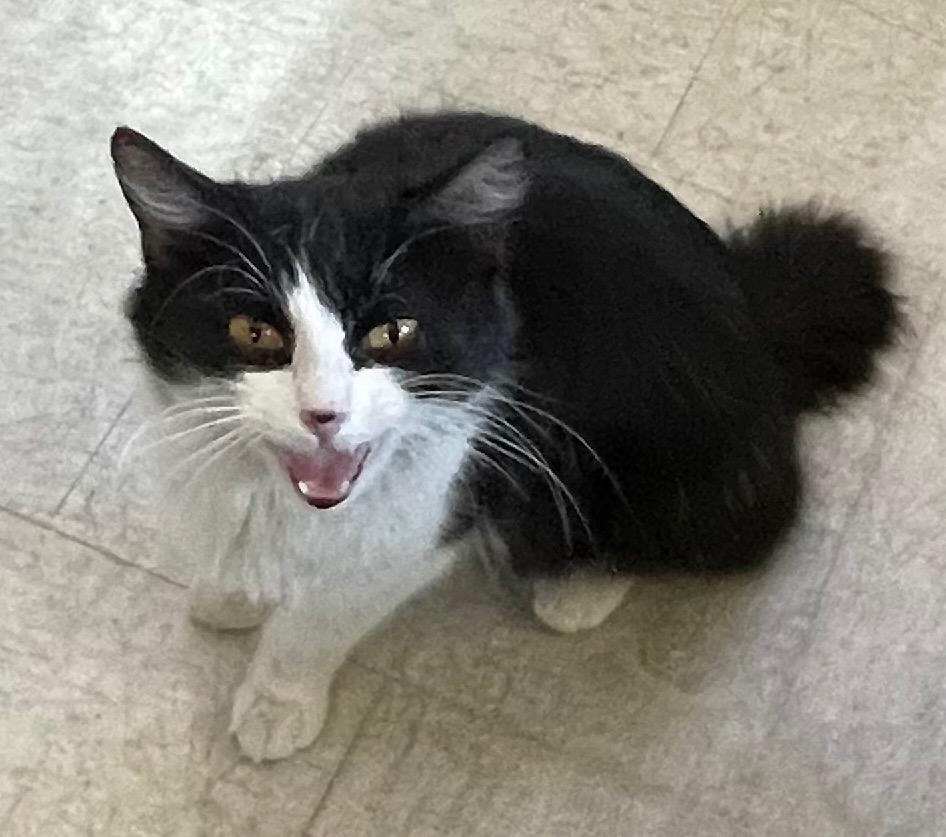 Bunny, a Adoptable Manx in Claremore, OK image 1/5