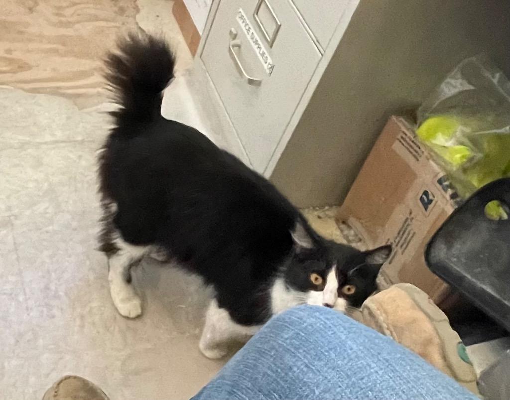 Enlarge Bunny, a Adoptable Manx in Claremore, OK image 3/5