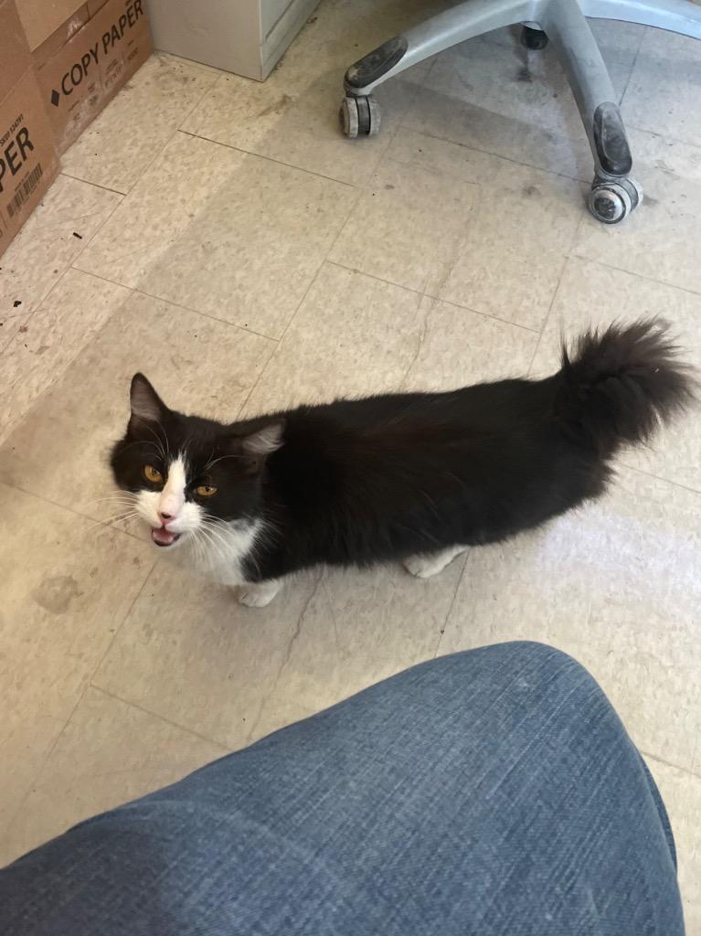 Bunny, a Adoptable Manx in Claremore, OK image 5/5