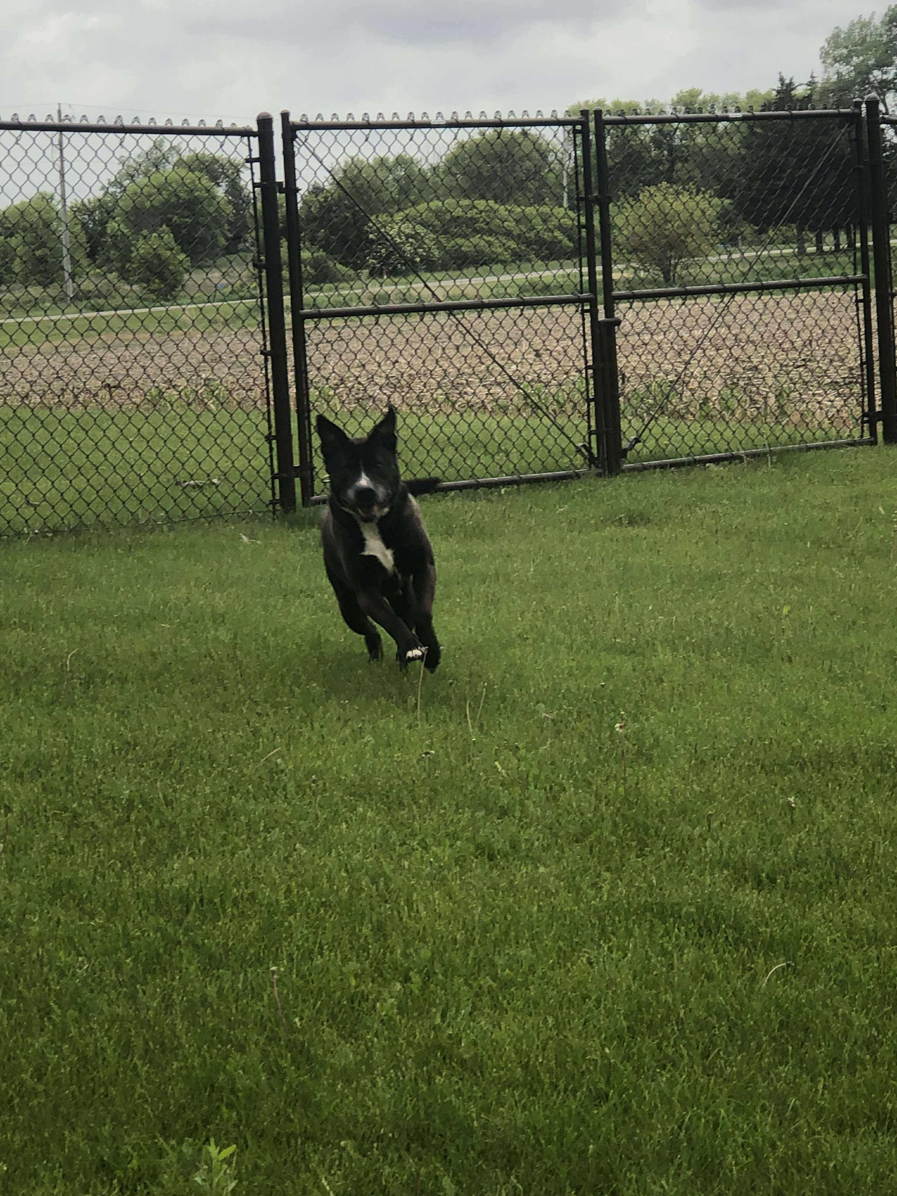 Raven, a Adoptable mixed breed in Fort atkinson, WI image 1/5
