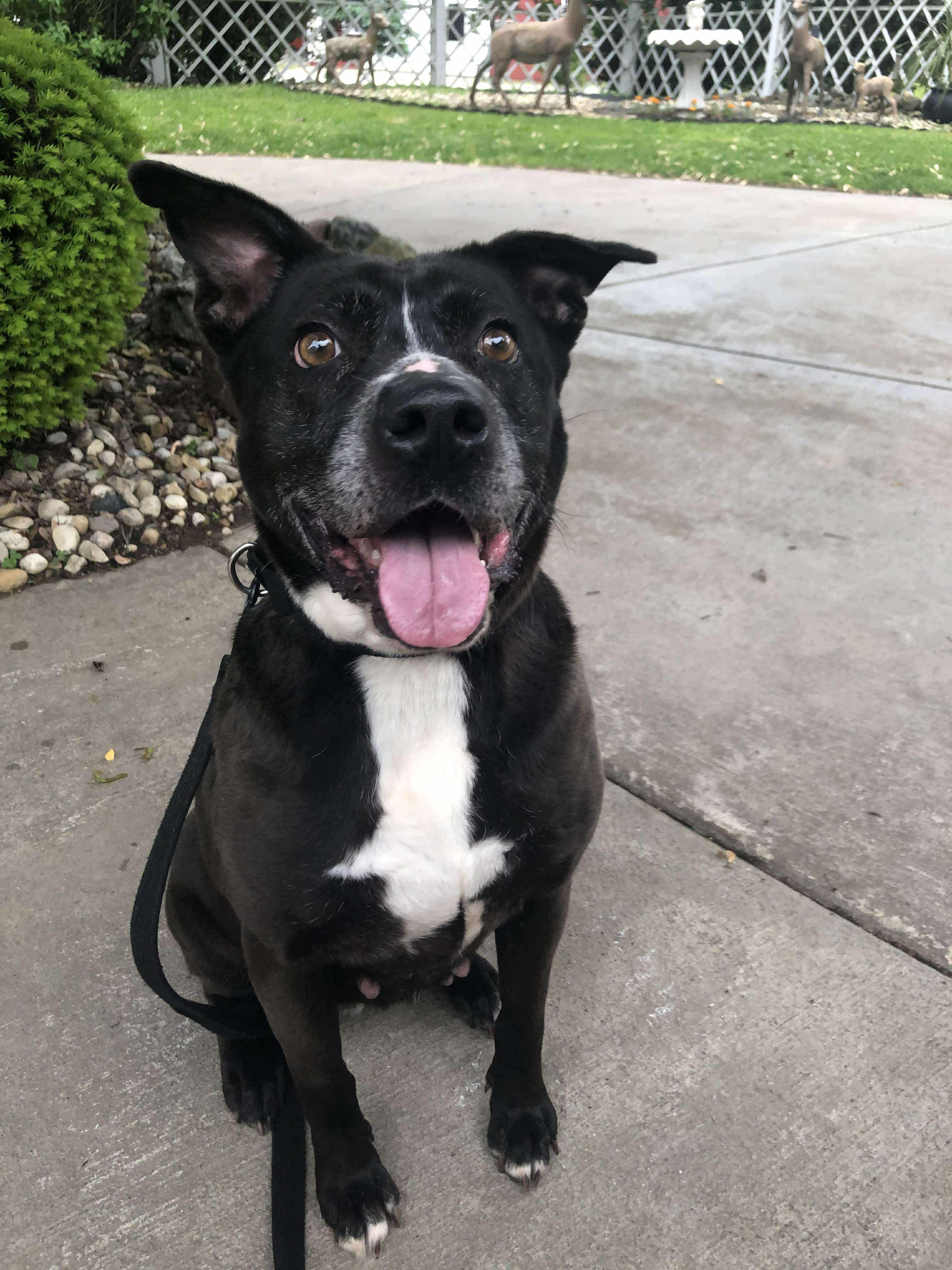 Raven, Adoptable, Adult Female Labrador Retriever & Terrier.