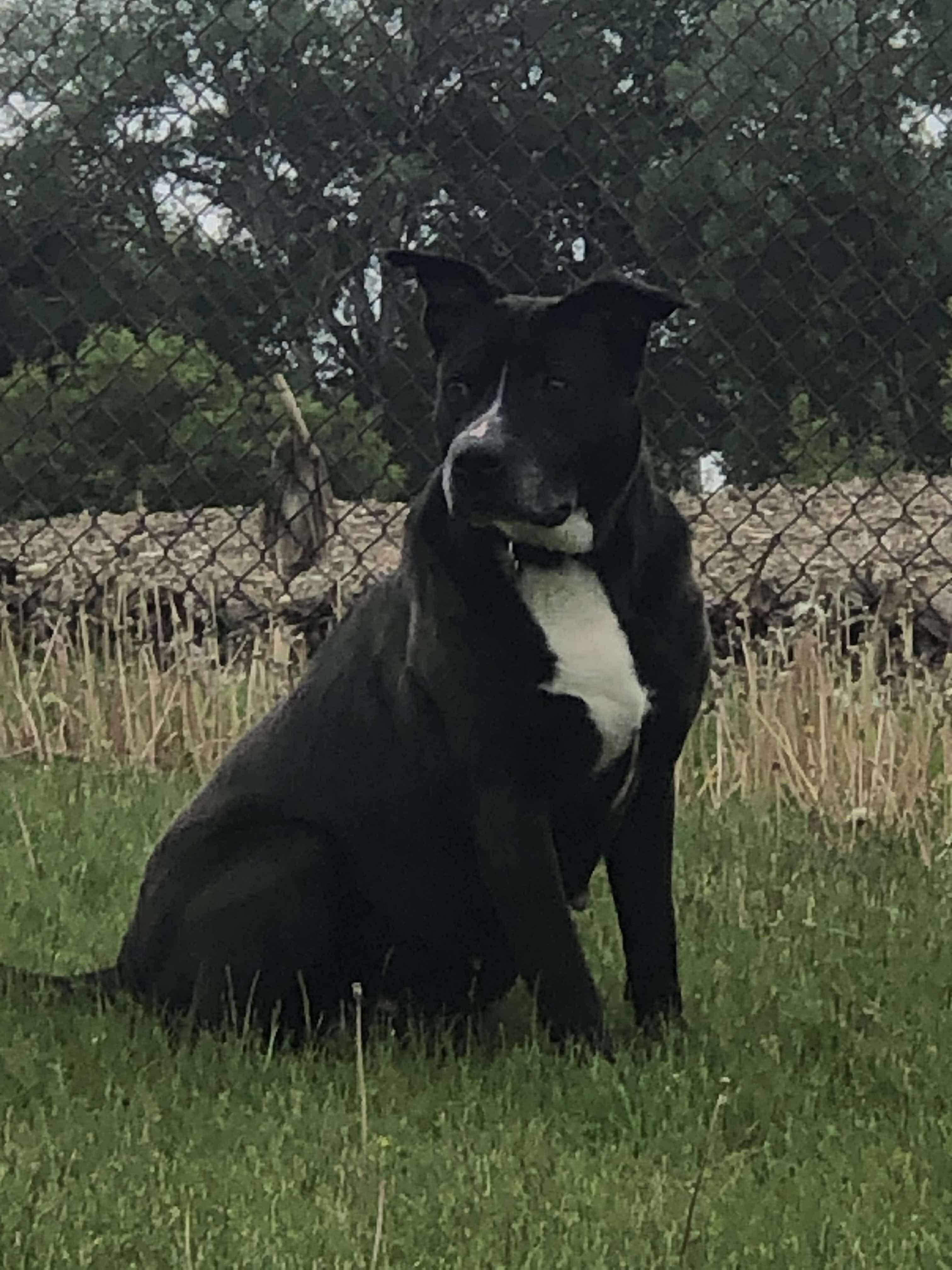 Raven, adopted, Adult Female Labrador Retriever & Terrier.