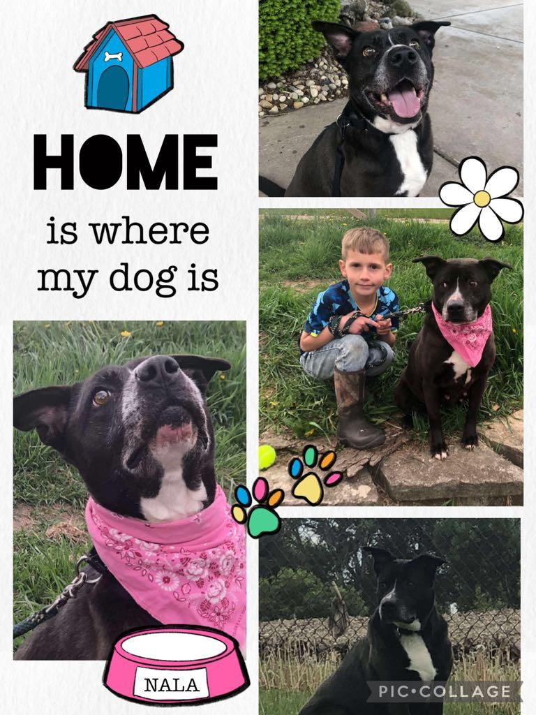 Raven, a Adoptable mixed breed in Fort atkinson, WI image 4/5