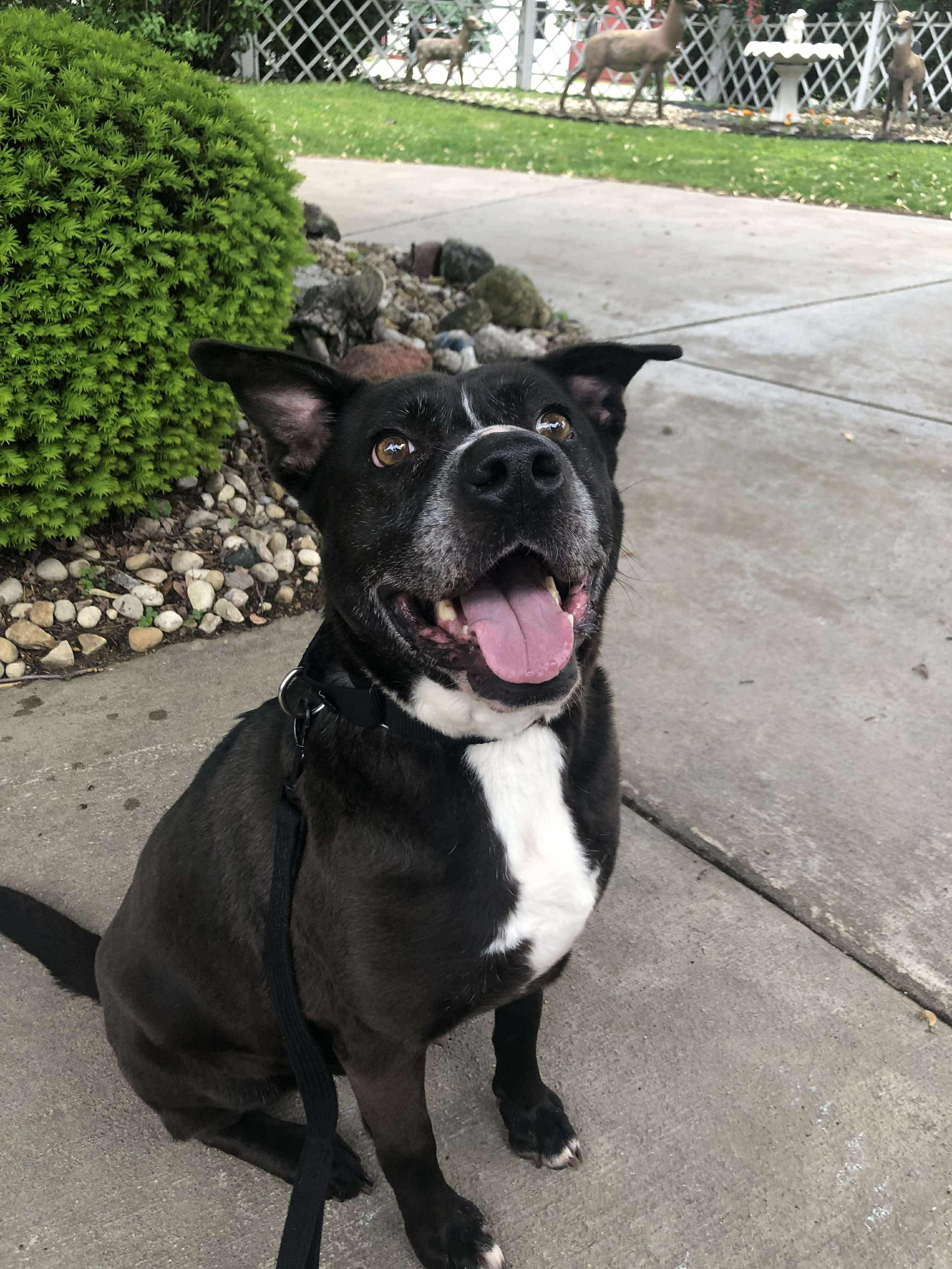 Raven, a Adoptable mixed breed in Fort atkinson, WI image 5/5