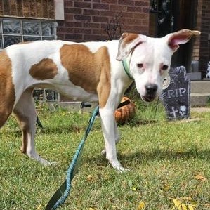 Enlarge Violetta, a Adoptable mixed breed in Chicago, IL image 5/6
