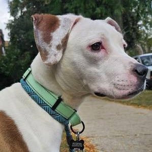 Enlarge Violetta, a Adoptable mixed breed in Chicago, IL image 4/6