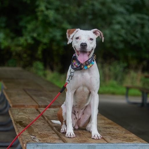 Enlarge Violetta, a Adoptable mixed breed in Chicago, IL image 1/6