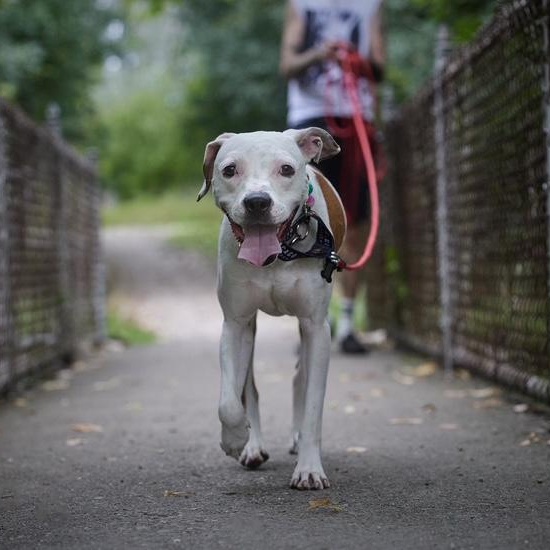 Enlarge Violetta, a Adoptable mixed breed in Chicago, IL image 2/6
