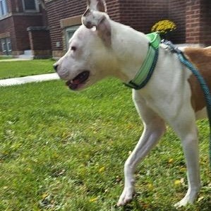 Enlarge Violetta, a Adoptable mixed breed in Chicago, IL image 6/6