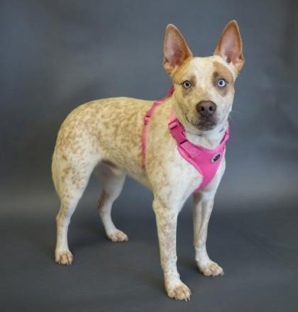 Bluey, Adoptable, Young Female Fox Terrier & Husky.