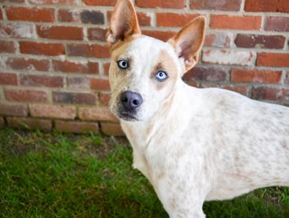 Enlarge Bluey, a Adoptable mixed breed in Bowling Green, KY image 2/2
