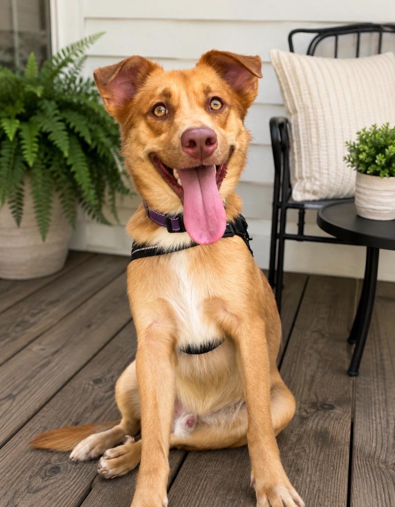Enlarge Shilo, a Adopted mixed breed in Centralia, IL image 1/1