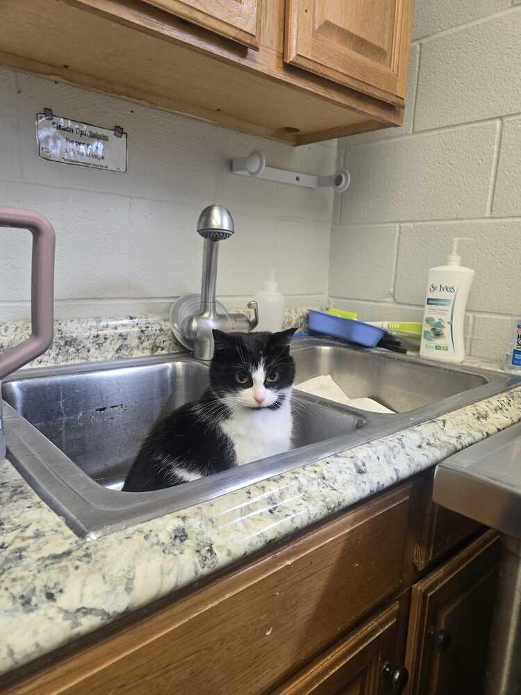 Enlarge TV, a Adoptable Domestic Short Hair in Bowling Green, OH image 1/2