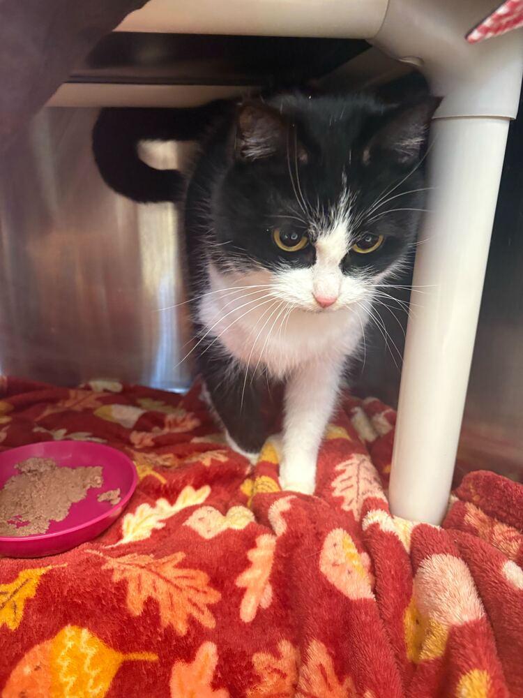 Enlarge TV, a Adoptable Domestic Short Hair in Bowling Green, OH image 2/2