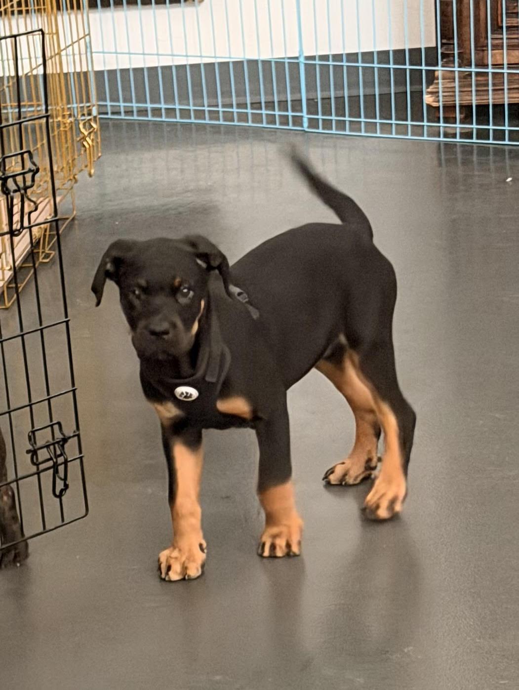 Legend, adopted, Puppy Male Rottweiler.